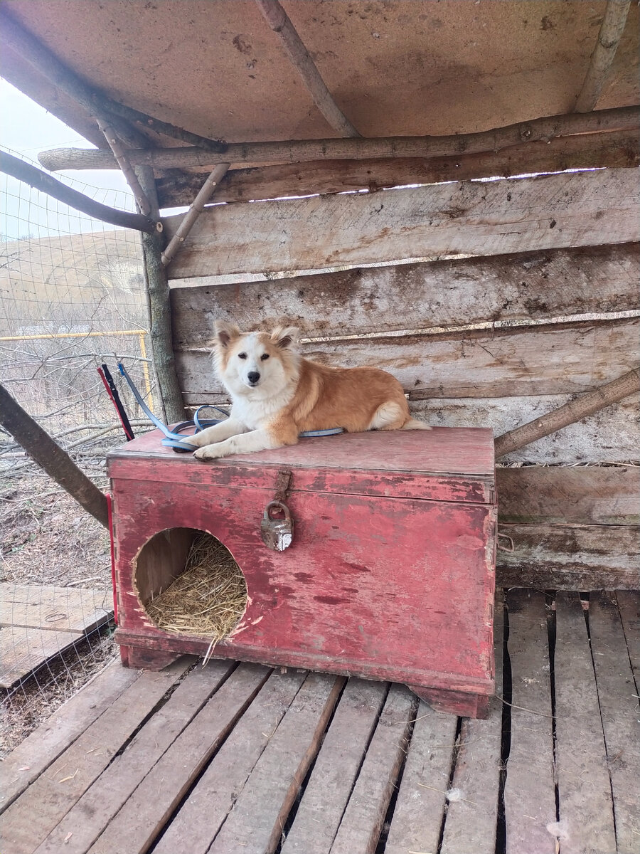 Свиневрушечка