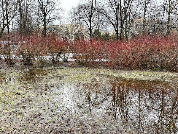 По другую сторону дорожки болотце