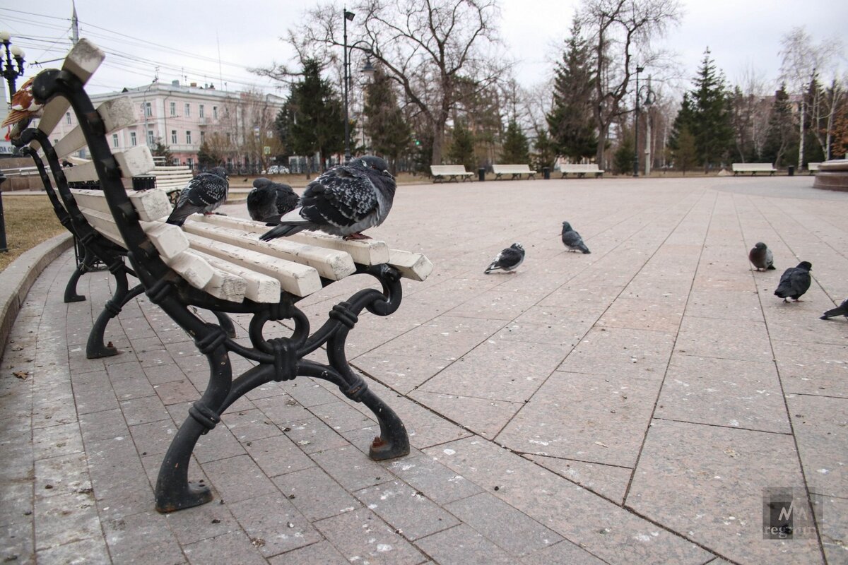    Голуби на лавочке Анна Рыжкова © ИА REGNUM