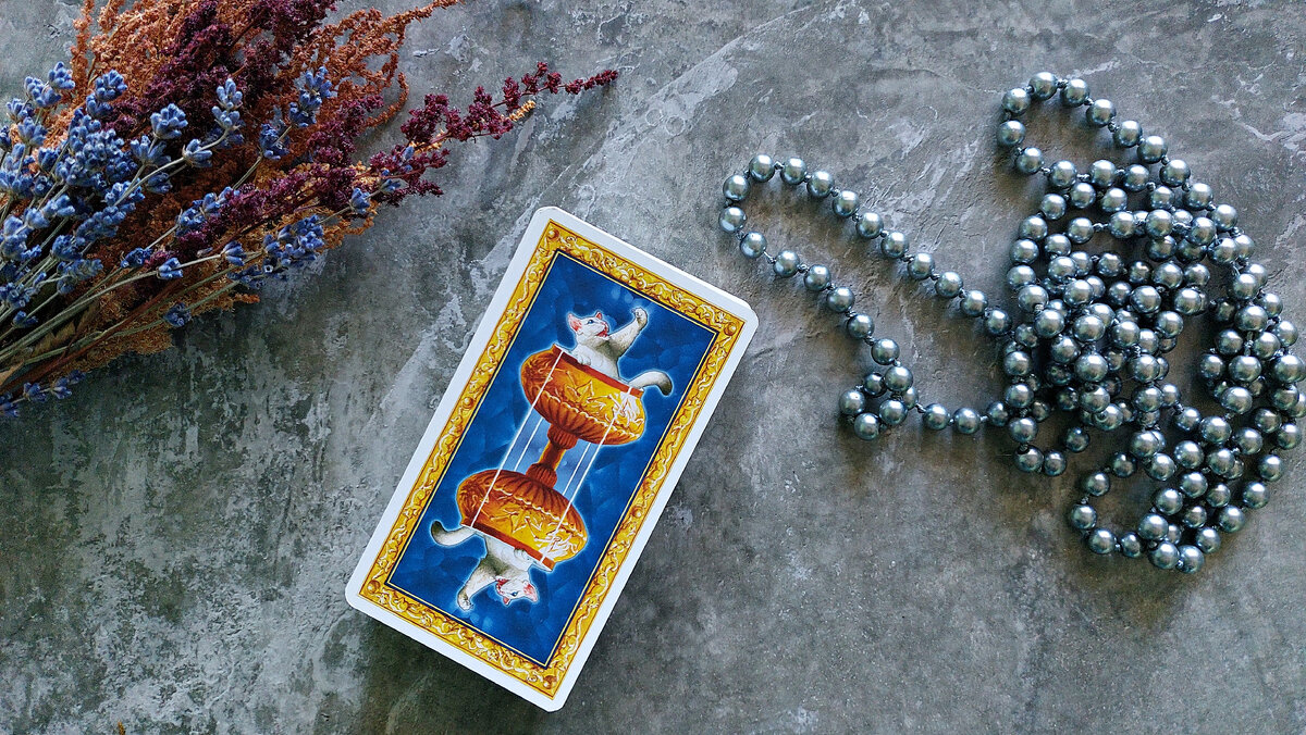 Помогает нам Таро Белых кошек.