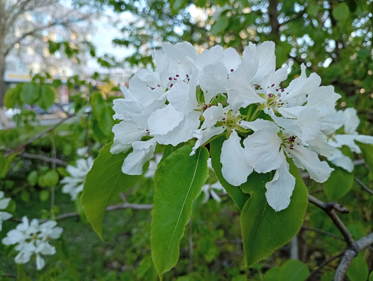 Опять дошли до груше-яблони. Какая же красавица!