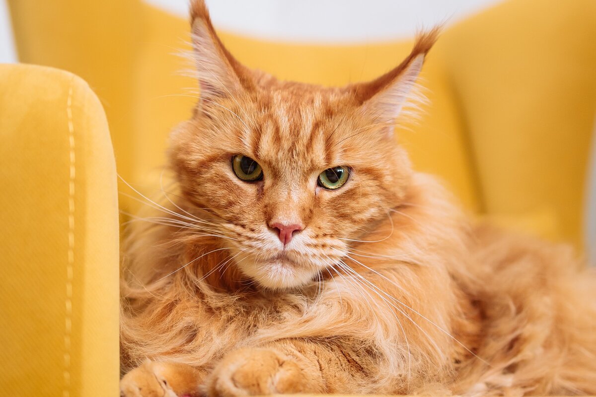     9 пород кошек, которых считают самыми красивыми