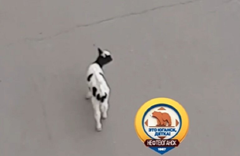    По Нефтеюганску бродит теленок в поисках мамы