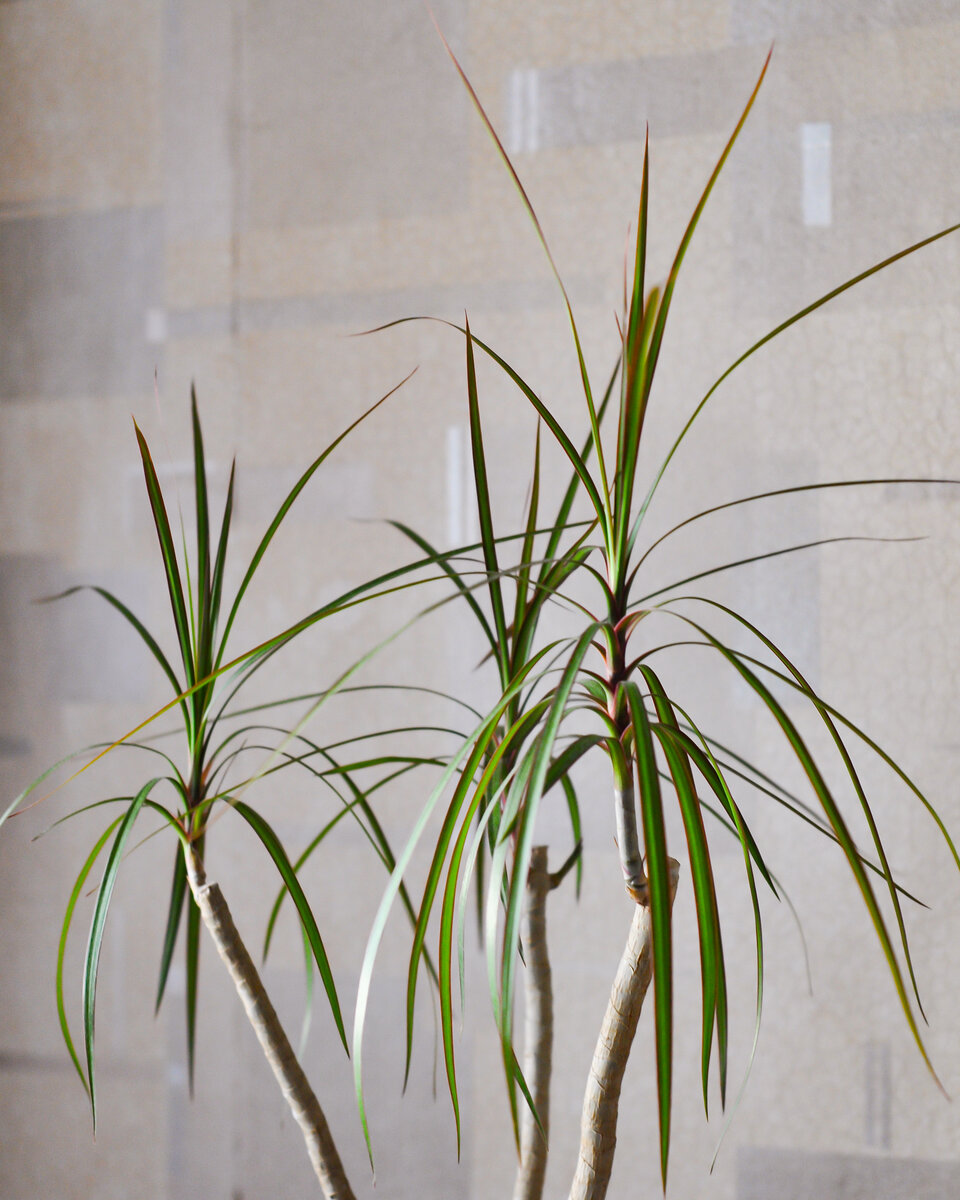 Драцена маргината