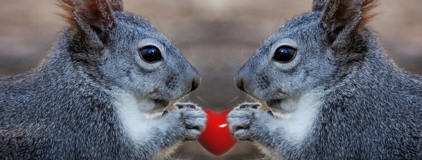 пара белочек -картинка из открытого доступа