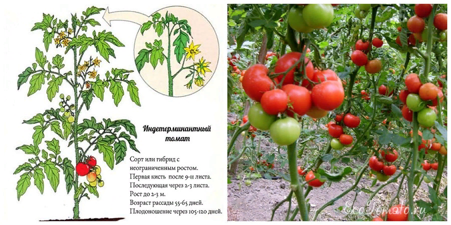 Как формировать индетерминантные (высокорослые) томаты в теплице