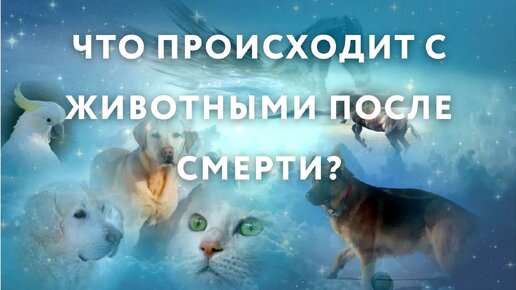 Что происходит с животными после смерти?