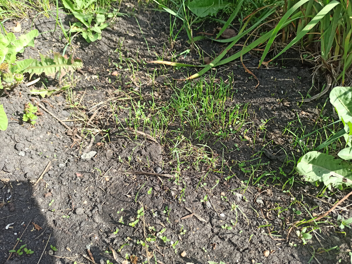 Жалкие всходы