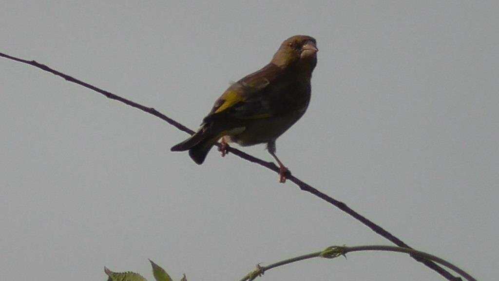Зеленушка на ветке ивы