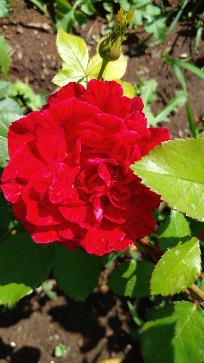 Фото автора: роза красота мира номер один. 