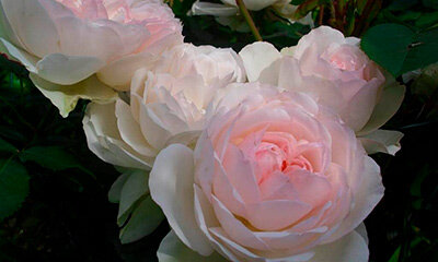 Стефани Баронин цу Гуттенберг, фото из свободного источника.