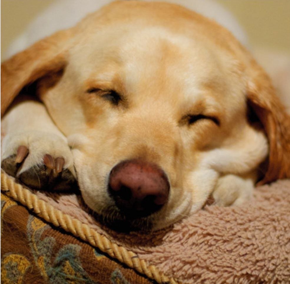 Как приучить щенка спать