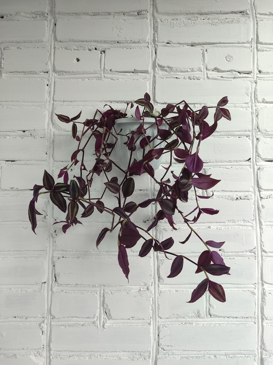 сбылась ещё одна моя мечта - традисканция на стене)