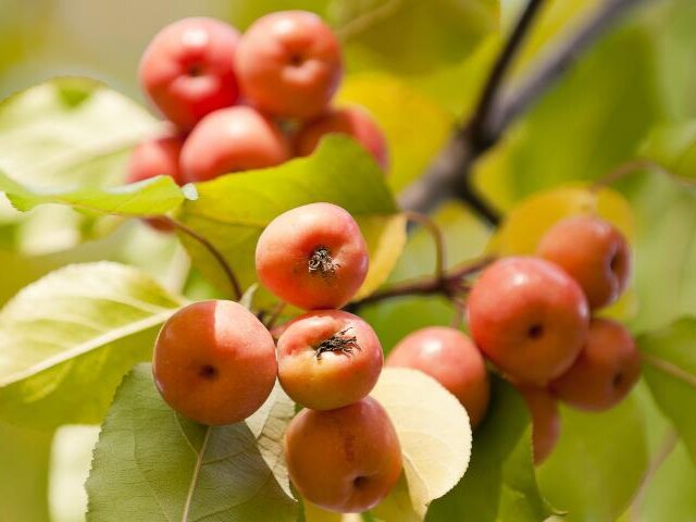 Фото: supersadovnik.ru