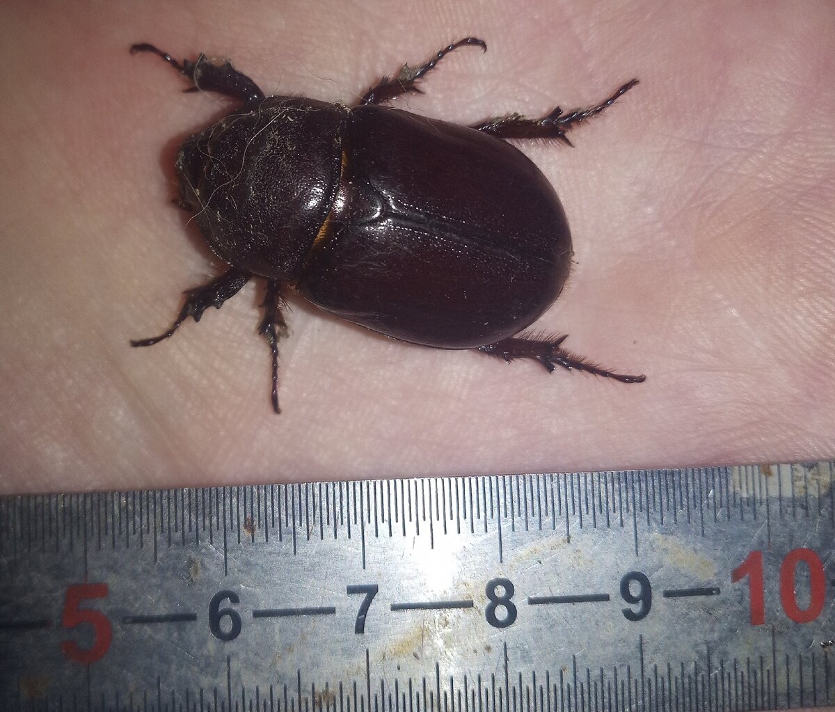 Как вам такой жучара?