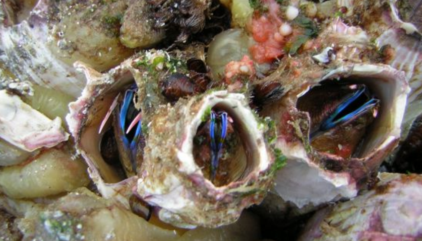 Пикороко, чилийский деликатес