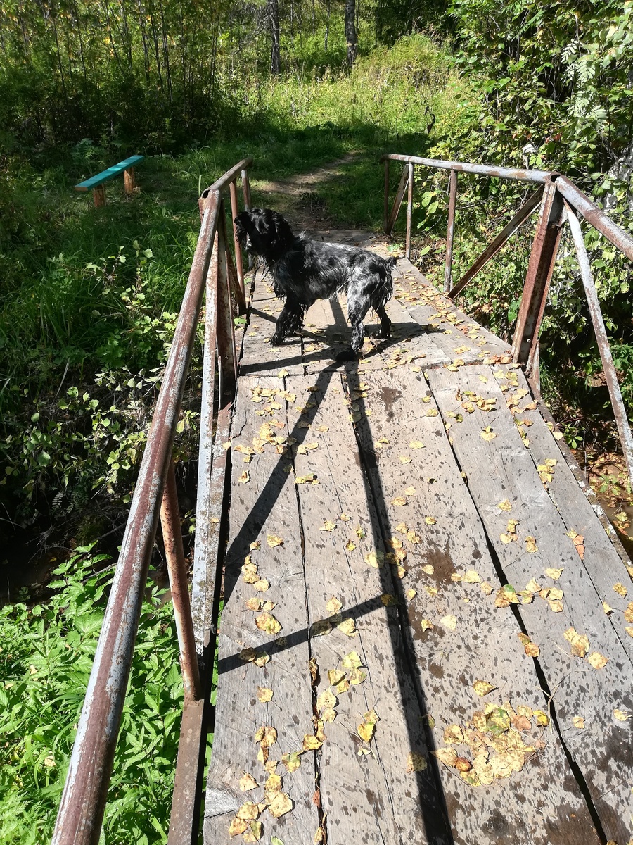 Лесная прогулка