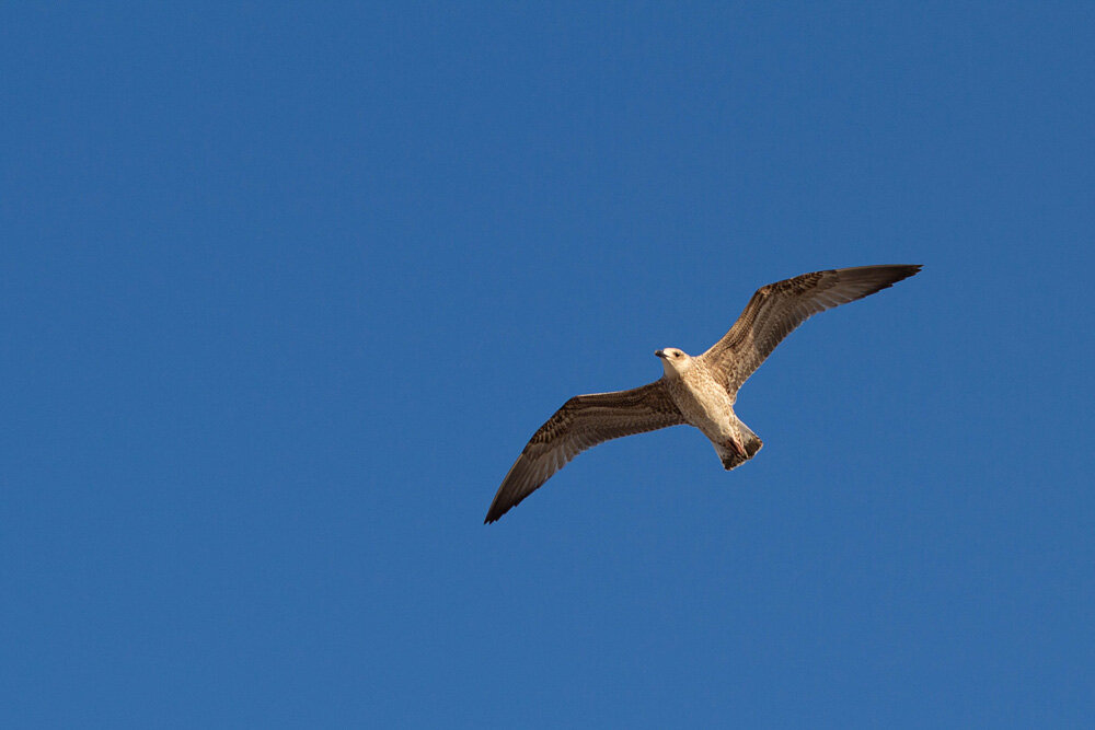 Серебристая чайка в полете