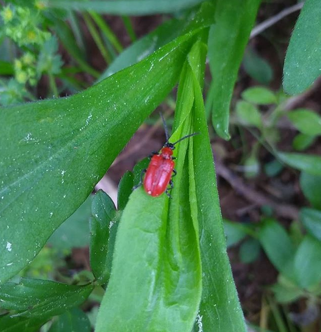 Лилиейная трещалка.