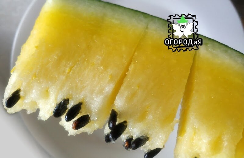 Желтый курский  арбуз