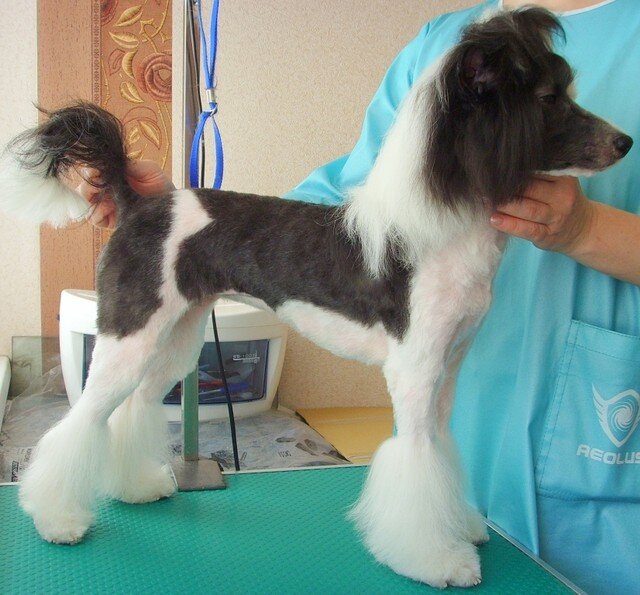 Груминг китайской хохлатой собаки.