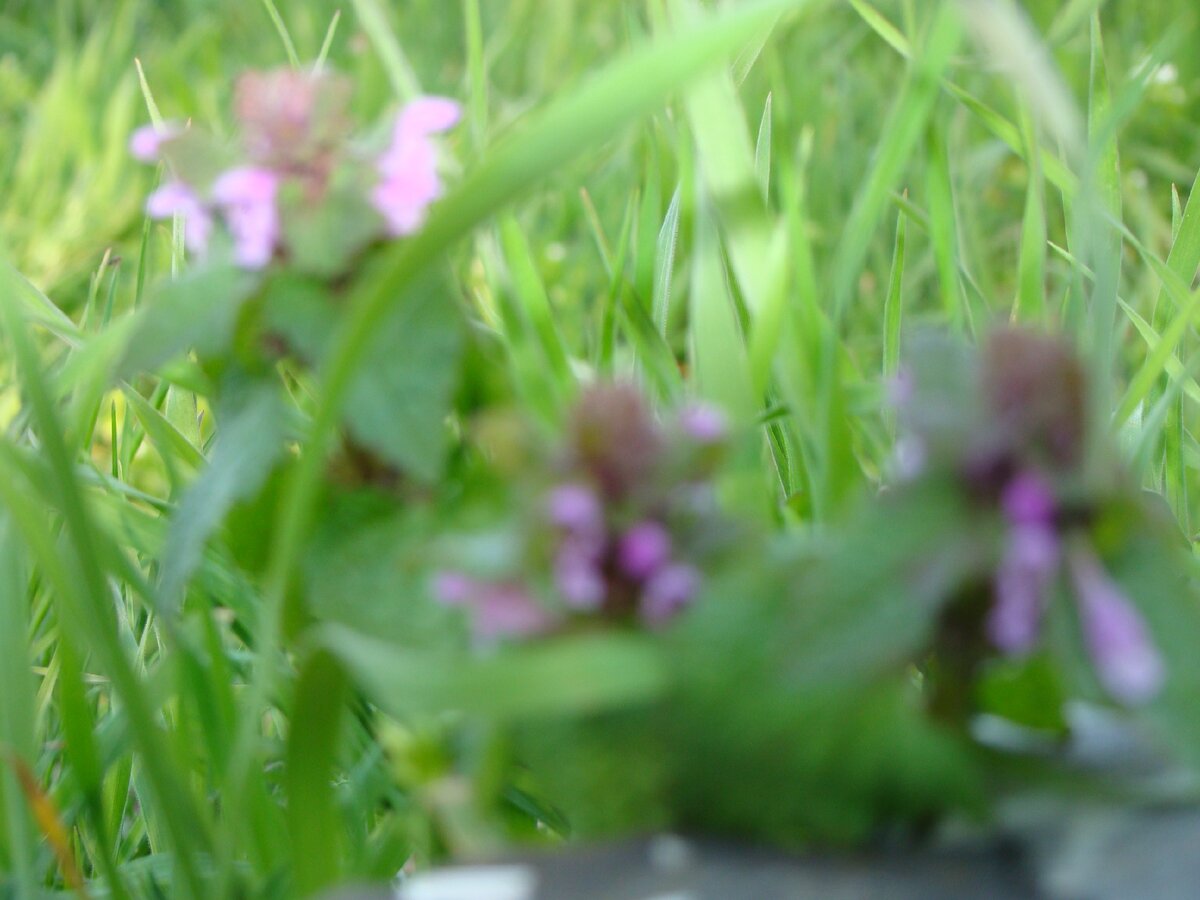 На такой траве, молоко идеально.