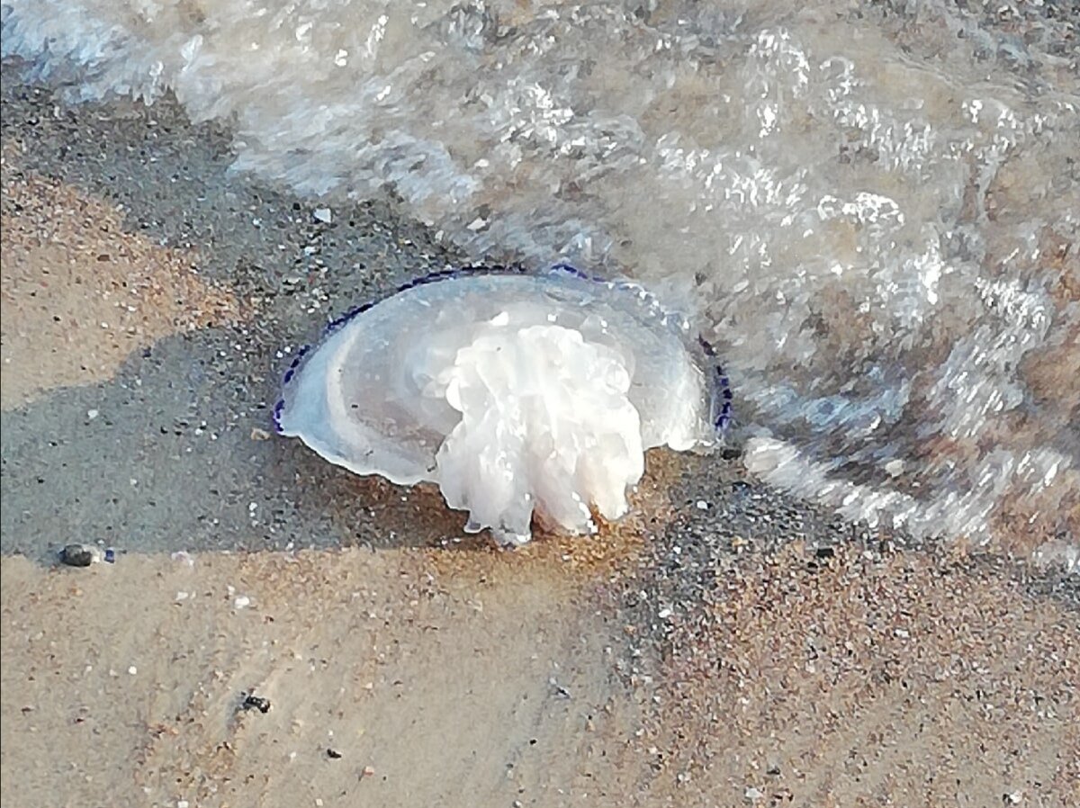 какие медузы водятся в черном море анапа