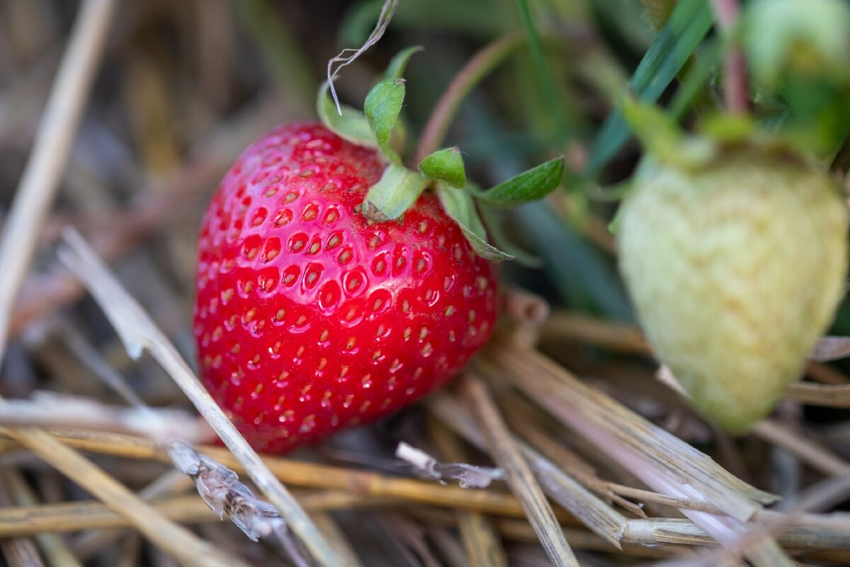 🍓🍓🍓
