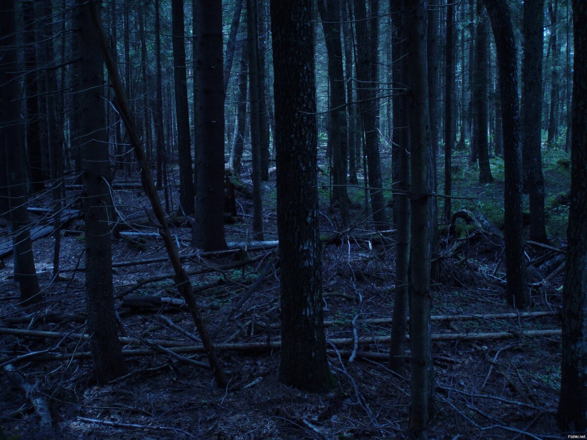 Так и хочется присесть между всех этих веток и подумать о жизни.