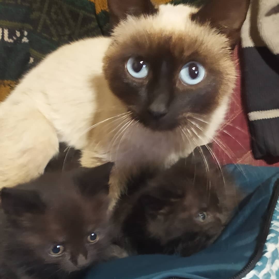 У нас огромное количество питомцев: примерно 1600 собак и щеночков и примерно 200 кошек и несчетное количество котят! А так как приют огромный и желающий кушать каждый день, то мы вынуждены собирать им на покушать каждый день! Если не соберем, то наши хвостатые питомцы просто умрут с голоду, поэтому мы вынуждены стоять с протянутой лапкой ежедневно!❤️❤️❤️                                                                                                   Нашим хвостатым питомцам можно ПОМОЧЬ МАТЕРИАЛЬНО:Реквизиты для помощи: Внимание новая карта сбербанка 5469380093233996 на имя Валерии Дмитриевны Ц ( моб банк 89775923630) ЯК-410018617087444   Киви кошелек +79775923630   PayPal- lera-zar-mos@yandex.ru   карта Альфа банк 5559 4931 5400 0401                                                                                                 карта TINKOFF 5536 9138 5173 2681♥️♥️♥️ 