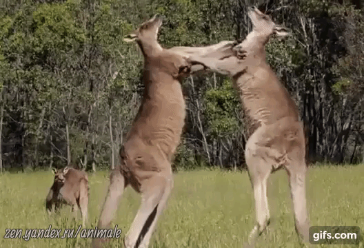 кенгуру кунг-фу