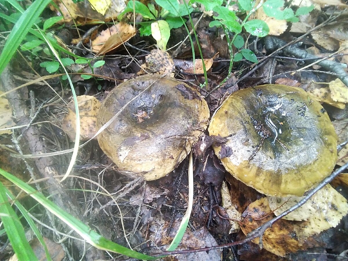 Вот такая чернушечка, с утра, пораньше. 