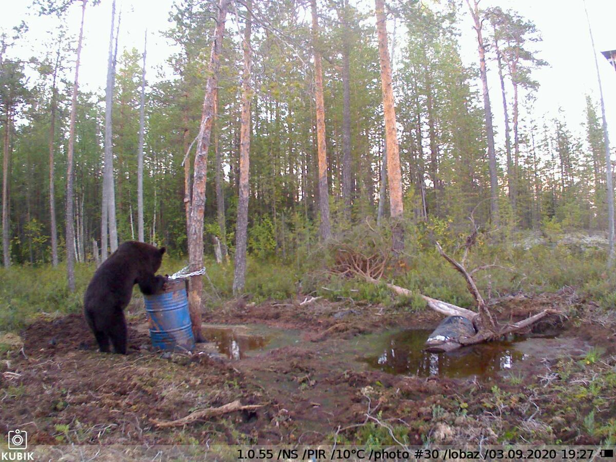 Пример сработки фотоловушки KUBIK