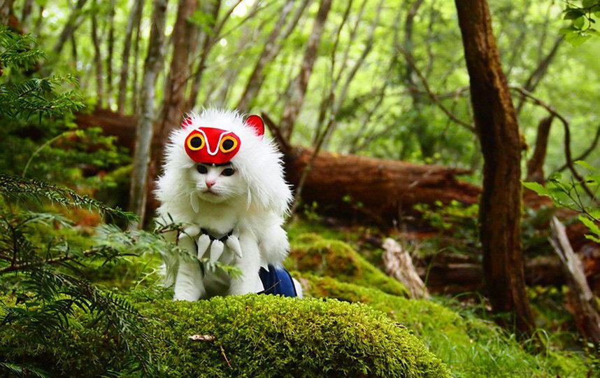 Фото: twitter.com/YagyouNEKO