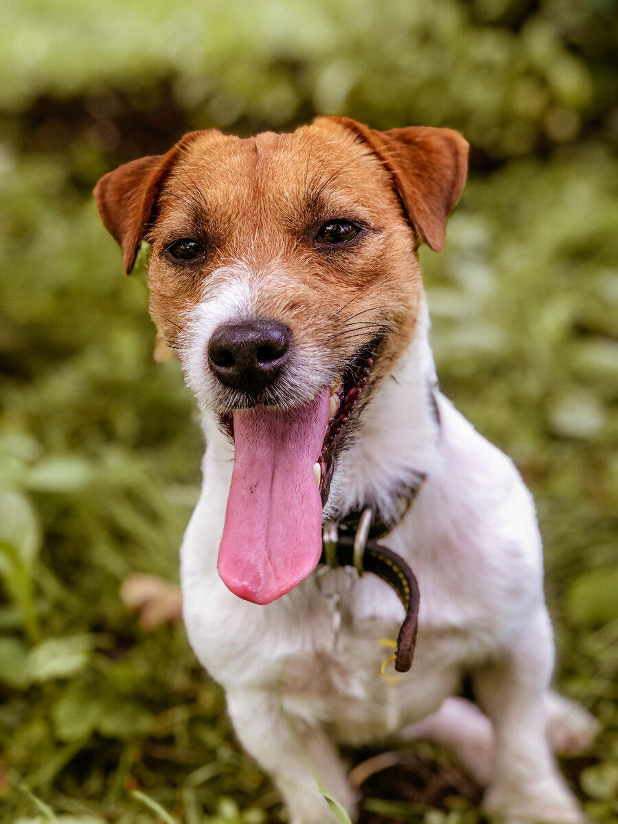 Вам понравится играть в мяч с вашим другом.
