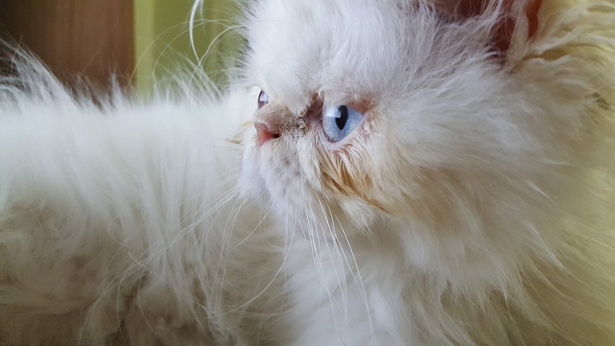 Глаза персидской кошки