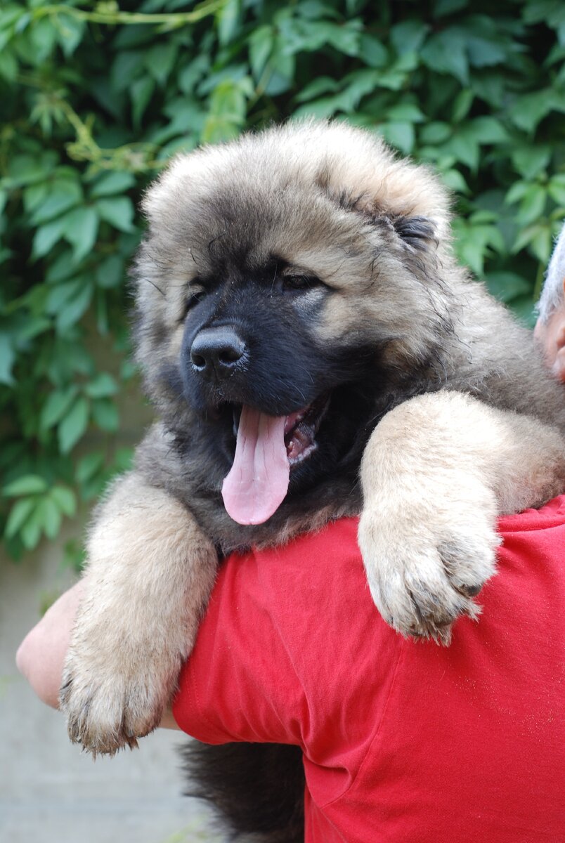 Фото из открытого источника. Любимый щенок