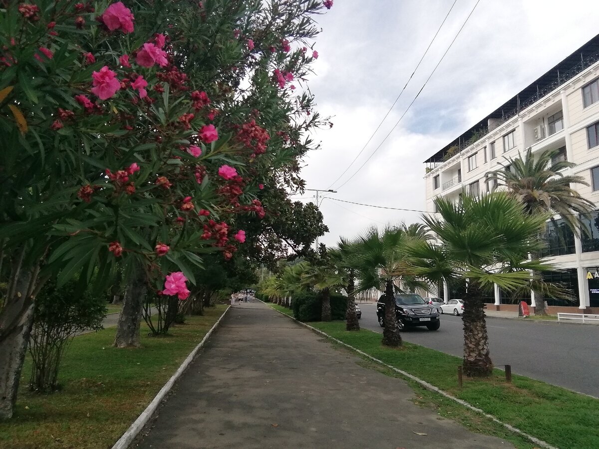 Родедондрон.