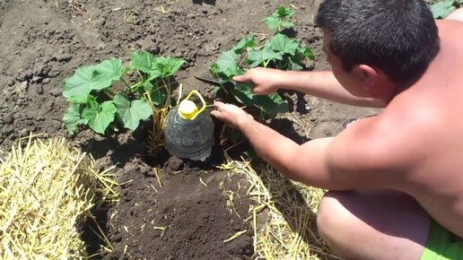 Делаем капельный полив из бутылок своими руками