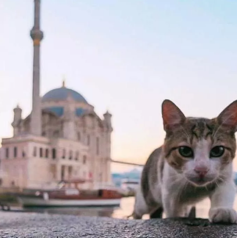 Фотография взята из источника kudatotam.ru