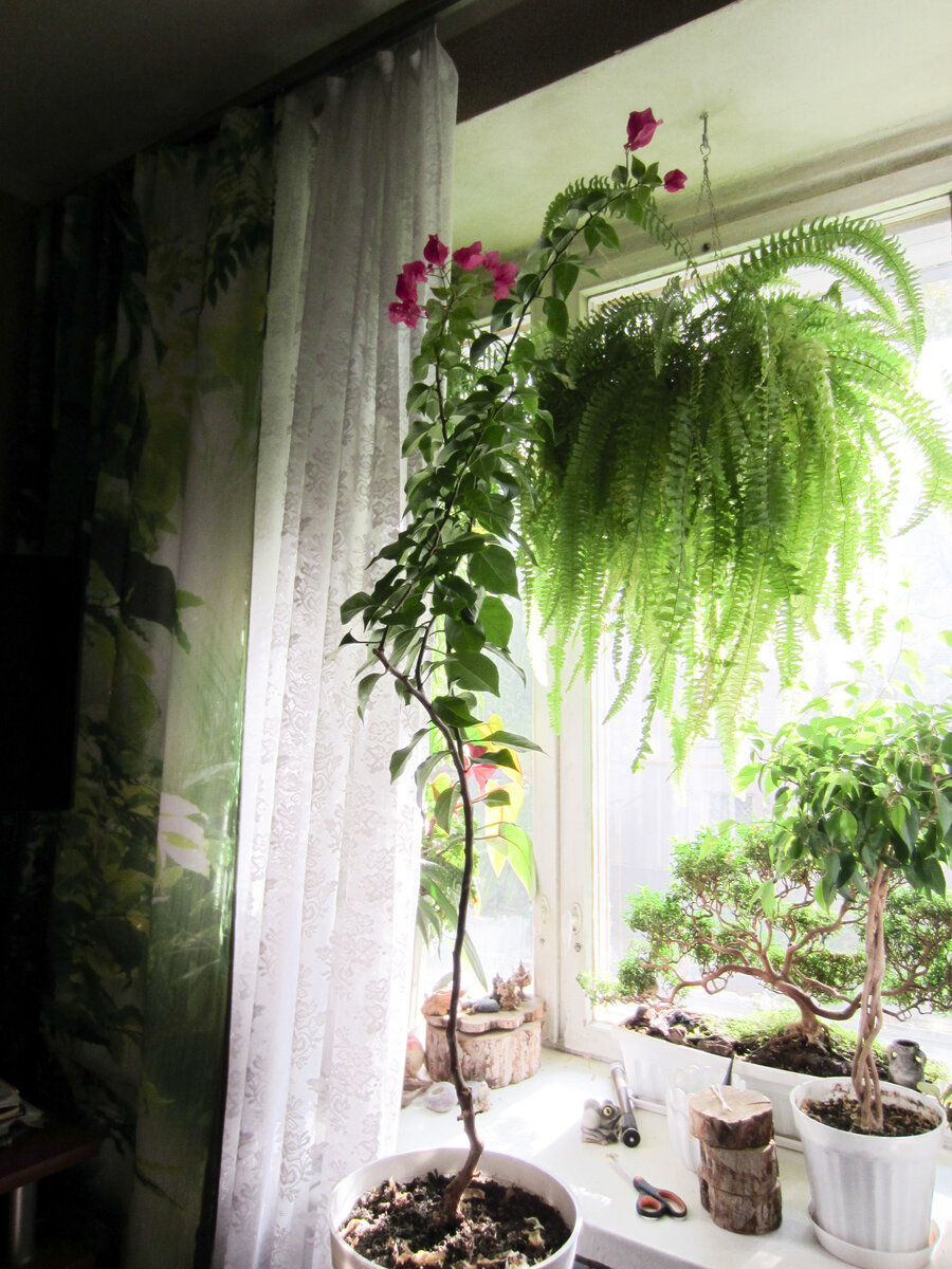 Вот их этих растений мой "тяп-ляп" экспресс-букет