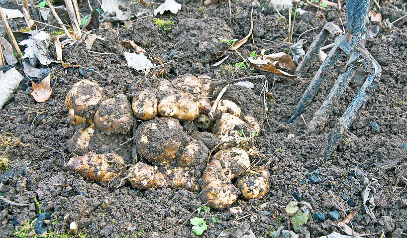 В отличие от картошки топинамбур как правило хорошо зимует в условиях средней полосы России (а уж южнее - тем более) и его урожай можно собирать не осенью, а ранней весной, когда свежие овощи особенно кстати! (фотография фотобанка "Лори")