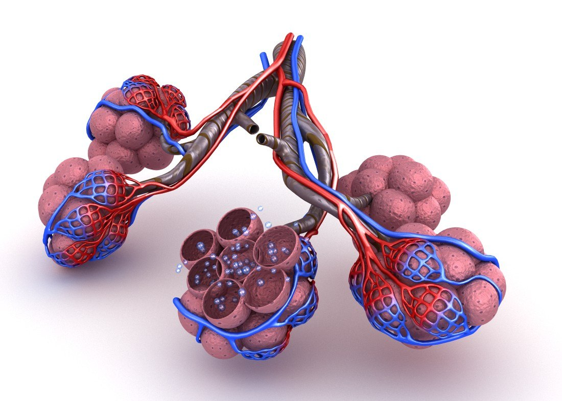 Легкие с альвеолами картинка