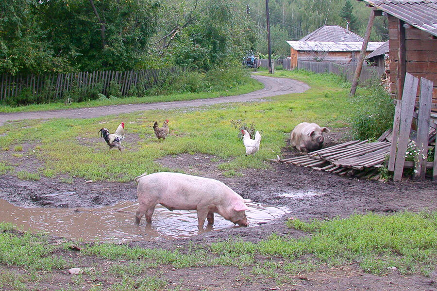 Свинья деревенская. Поросята в деревне. Свинья в деревне. Свиноводство в деревне. Свиньи на участке