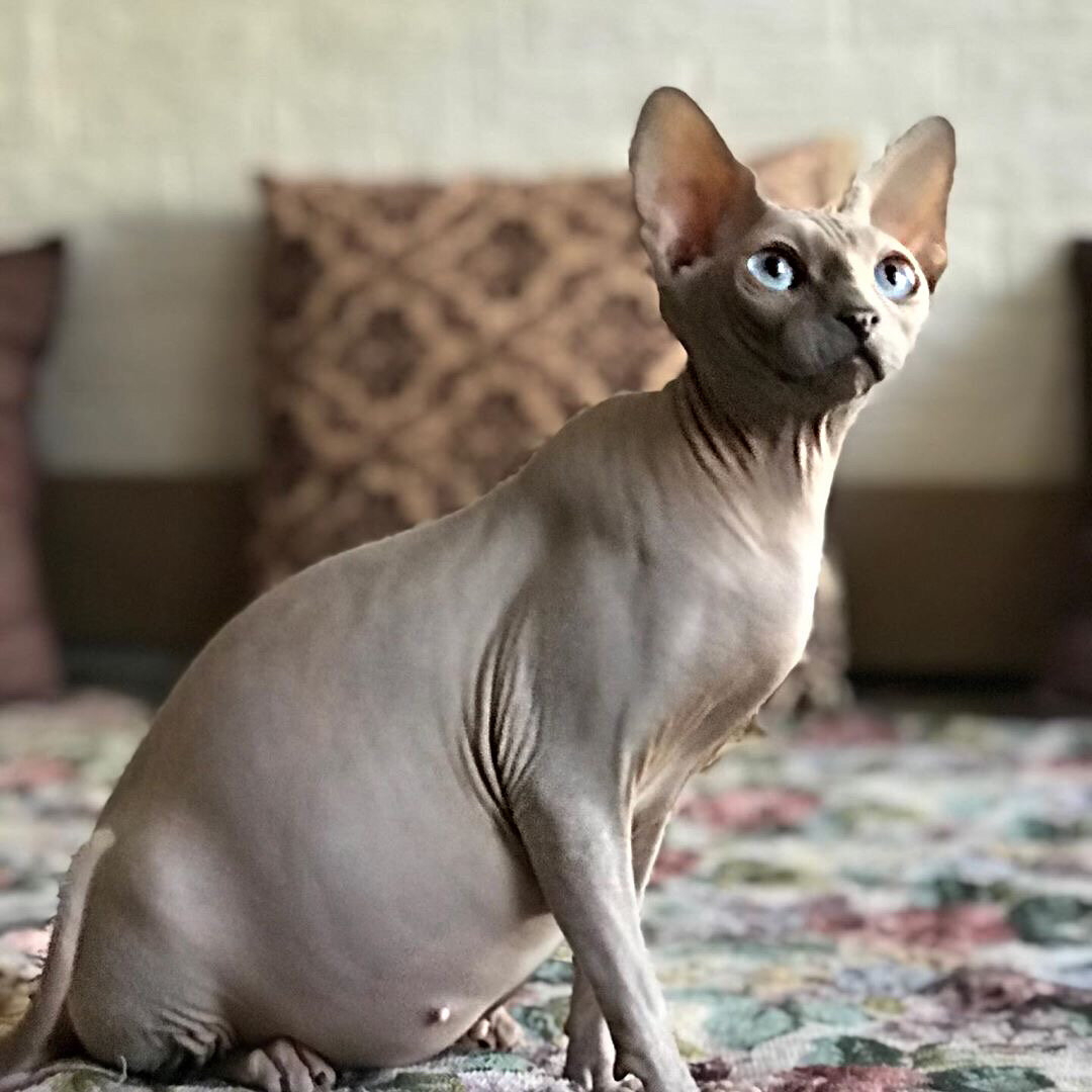 Беременные сфинксы кошки