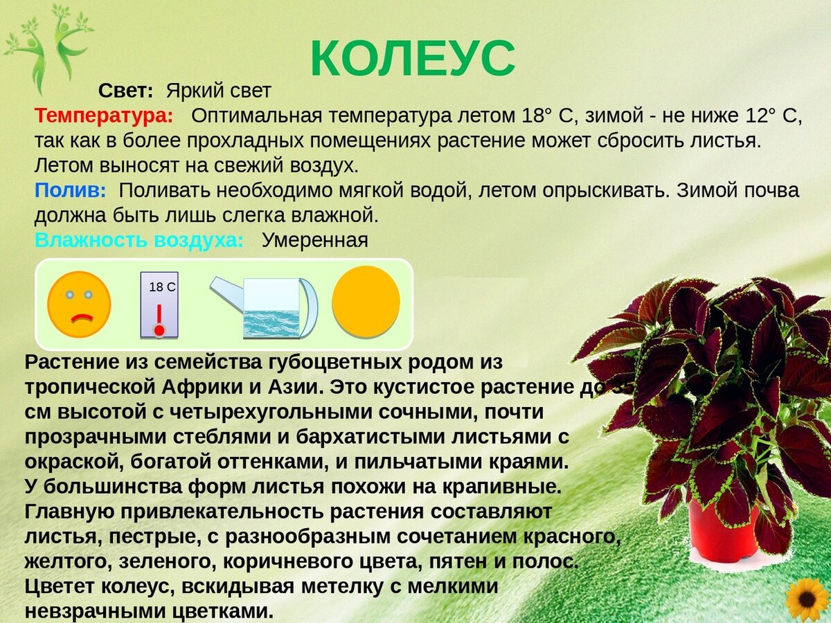 Какую температуру выдерживает бальзамин
