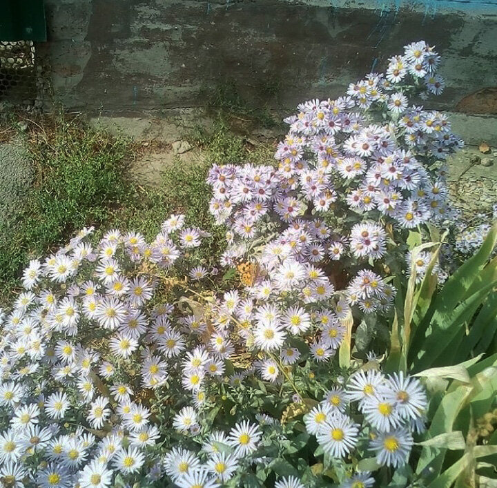 Последние бабочки этой осени