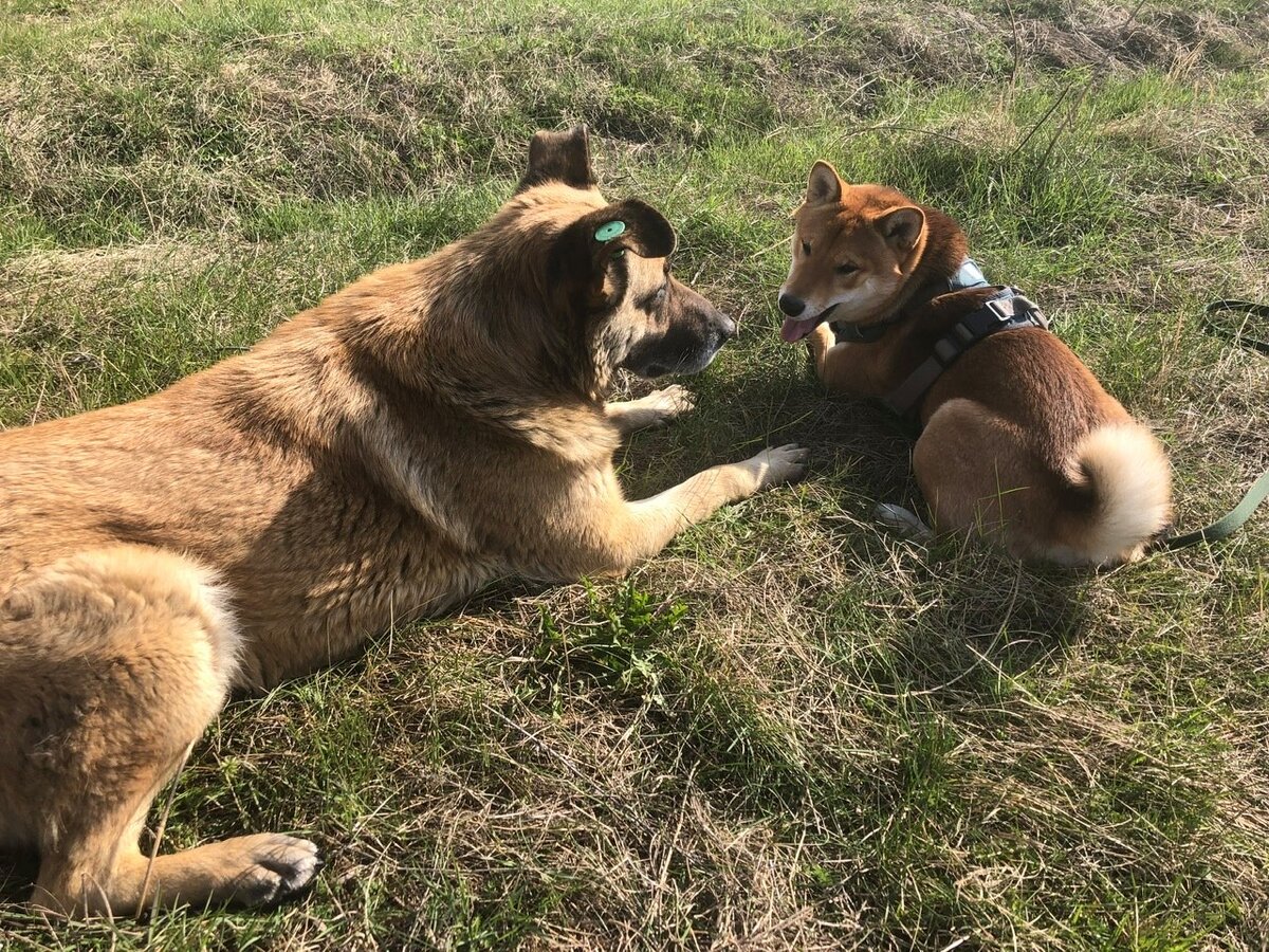 Тетка и "племянник".