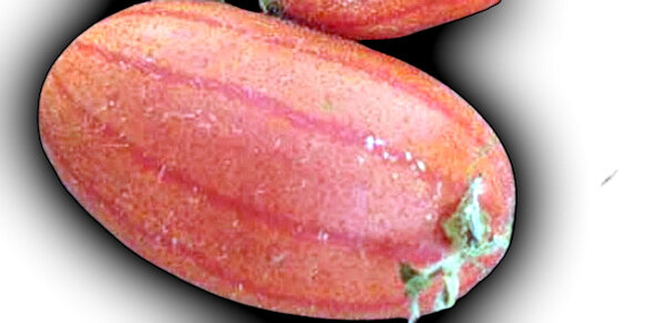 Сорт Тладианта