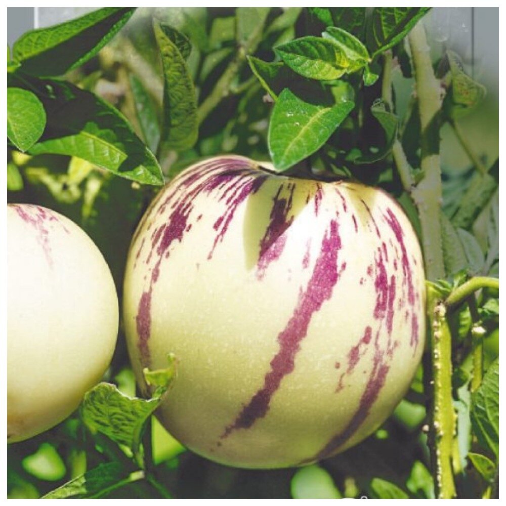 Пепино классический - фото пакетика с семенами. Видимо, что и сам распространитель семян не знал, к какому сорту отнести. Озвучить имя производителя-фасовщика могу в комментах.